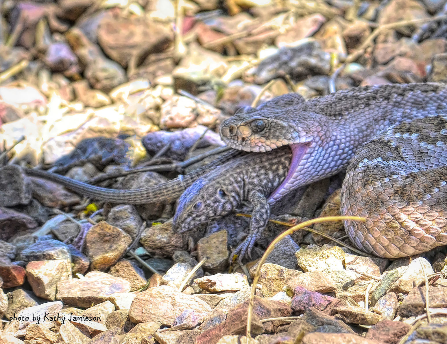 Southern Arizona snakes